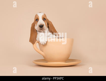 Carino Basset Hound puppy in un color crema e coppa piattino su uno sfondo color crema Foto Stock