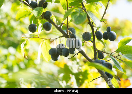 Prugnolo (Sloe o Prunus spinosa sul ramo di albero Foto Stock