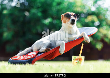 Jack Russel terrier cane giace su una sedia a sdraio in occhiali da sole. Rilassatevi e concetto di vacanza Foto Stock