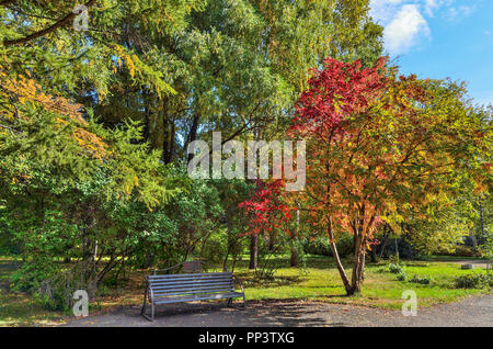 Accogliente angolo di autunno city park con il banco sotto rowan rami di alberi con grappoli di bacche rosse a bright giorno caldo e soleggiato. Urbano sullo sfondo di caduta Foto Stock