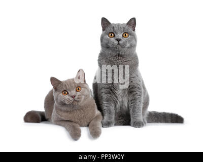 Splendida serie di giovane adulto cannella e blue British Shorthair gatti, uno che stabilisce e una seduta vista frontale insieme, guardando una lente con o Foto Stock