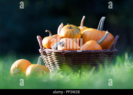 Diversi tipi di zucche in giardino cestello. Halloween e autunno sfondo Foto Stock