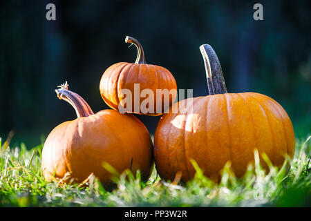 Diversi tipi di zucche in giardino di erba. Halloween e autunno sfondo Foto Stock