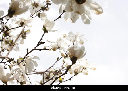 Fiori di Primavera su un albero di Magnolia Foto Stock