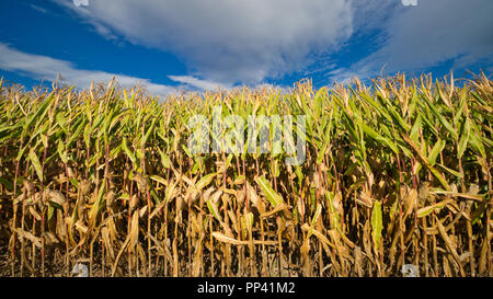 Campo di mais a fine estate Foto Stock