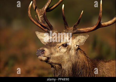 Close up di un cervo rosso cervo durante la routine in autunno, UK. Foto Stock