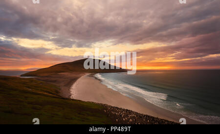 Istmo di collo su Saunders Island al tramonto, Isole Falkland; home a più di colonie di pinguini di Gentoo (Pygoscelis papua) e altri animali selvatici Foto Stock