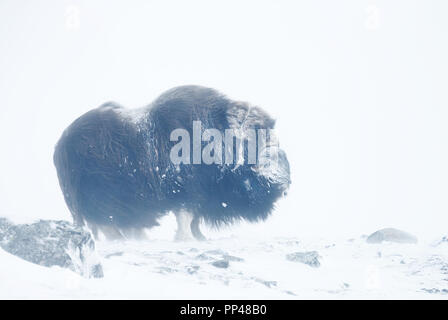 Close up di un muschio di bue in piedi nella neve in una fredda giornata invernale. Foto Stock