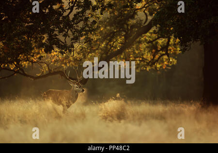 Red Deer stag espirando respiro a freddo in inizio di mattina di luce, UK. Foto Stock