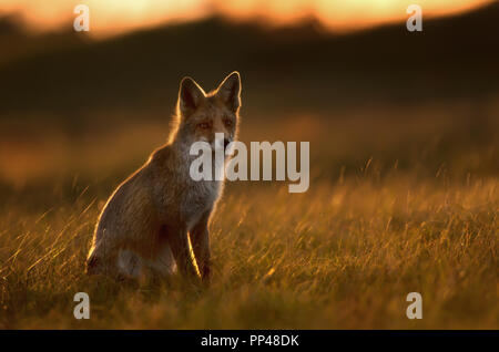 Silhouette di una volpe rossa seduta nel campo al tramonto.