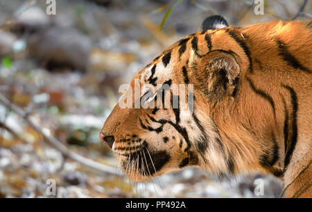 Le tigri di Tadoba (Maya, Matkasur, Choti Tara) Parco Nazionale, India Foto Stock