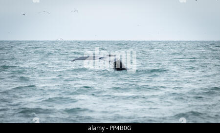 Grande balena blu Foto Stock