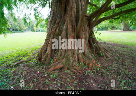 Albero inferiore tronco di una sequoia gigante (Sequoiadendron giganteum), uno degli alberi più grandi del mondo Foto Stock