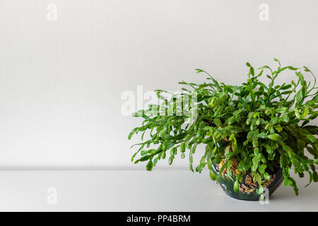 Grandi piante succulente pianta di casa sul ripiano bianco contro il muro bianco. Piscina pianta in vaso sfondo con copia spazio. La camera moderna decorazione. Foto Stock