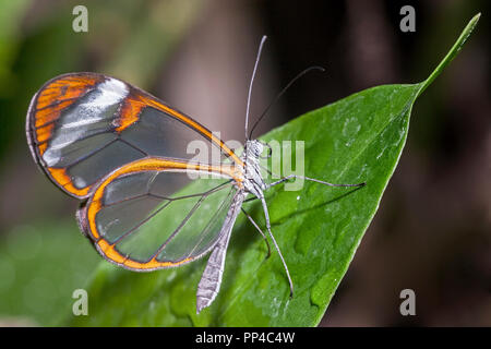 Glasswing Butterfly (Greta oto) Foto Stock