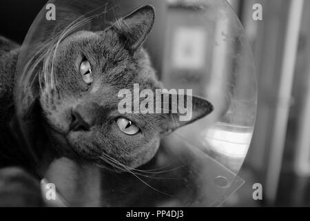 Bianco e nero: un gatto grigio mopes circa il suo cono di medici dopo la chirurgia Foto Stock