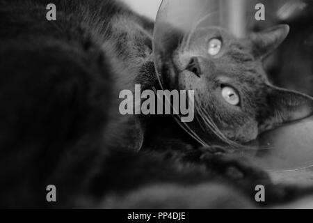 Bianco e nero: un gatto grigio mopes circa il suo cono di medici dopo la chirurgia Foto Stock