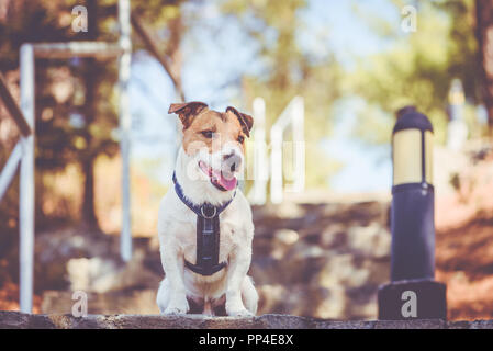 Jack Russell Terrier cane che indossa il cablaggio seduta sulla scala scale presso il parco di montagna (Cipro) Foto Stock