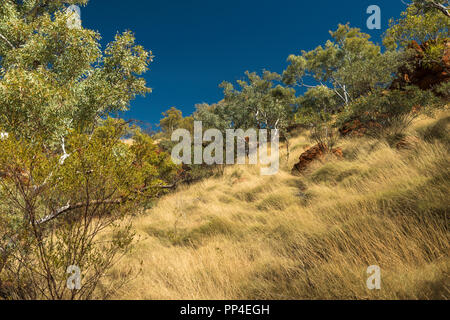 Red termite mound, golden erba secca, Karijini National Park, Australia occidentale Foto Stock