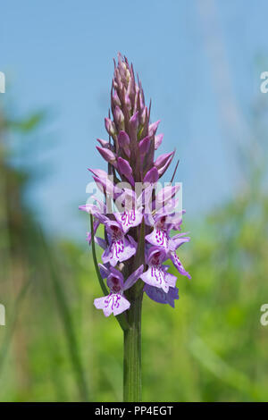 Avvistato comune (orchidea Dactylorhiza fuchsia) Foto Stock