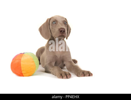 Carino weimaraner cucciolo con gli occhi blu sdraiato con un giocattolo palla radente a destra isolato su uno sfondo bianco Foto Stock