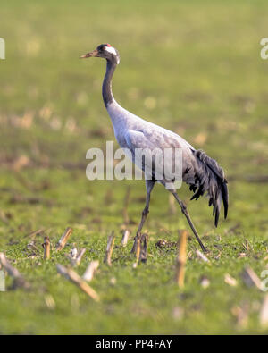 Uccelli selvatici Foto Stock