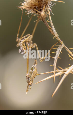 Conehead mantis (Empusa pennata) macchia mediterranea agguato insetto predatore con colori di mimetizzazione capovolto sulla pianta marrone Foto Stock