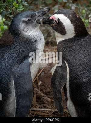 Chick essendo curato: i Penguins africani (Spheniscus demersus), noto anche come il jackass penguin e nero-footed pinguino di Boulders Beach, Western Cap Foto Stock