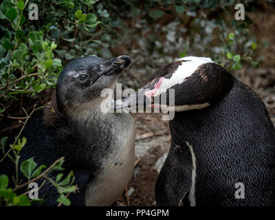 Chick essendo curato: i Penguins africani (Spheniscus demersus), noto anche come il jackass penguin e nero-footed pinguino di Boulders Beach, Western Cap Foto Stock