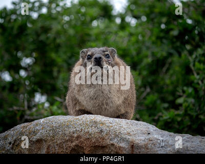 Rock hyrax (Procavia capensis), chiamato anche badger rock, rock, coniglio e Cape hyrax, comunemente chiamato dassie. Sulla Spiaggia Boulders, Western Cape, nea Foto Stock