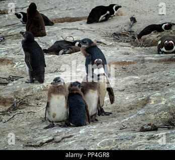 Pinguino africano e tre pulcini (Spheniscus demersus), noto anche come il jackass penguin e nero-footed pinguino di Boulders Beach, Western Cape nea Foto Stock