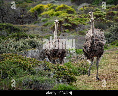 Gli struzzi africani entro il Capo di Buona Speranza National Park, Sud Africa Foto Stock