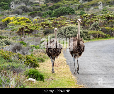 Gli struzzi africani entro il Capo di Buona Speranza National Park, Sud Africa Foto Stock