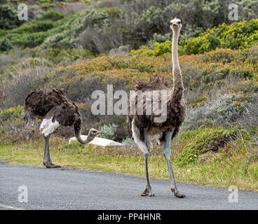 Gli struzzi africani entro il Capo di Buona Speranza National Park, Sud Africa Foto Stock