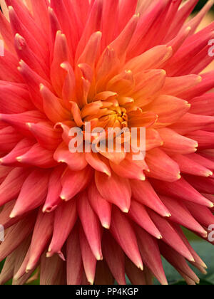 " Avoca Comanche' Fiore Dahlia closeup, Derbyshire, England, Regno Unito Foto Stock