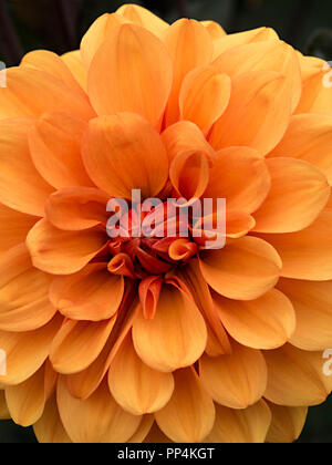 'David Howard' Fiore Dahlia closeup, Derbyshire, England, Regno Unito Foto Stock