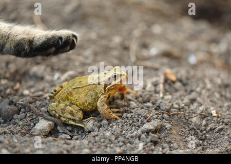 Cat paw toccando fat frog Foto Stock