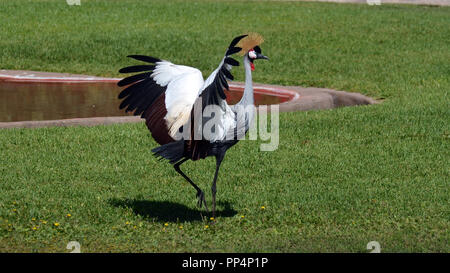 Nero Crowned Crane (Balearica pavonina) Foto Stock