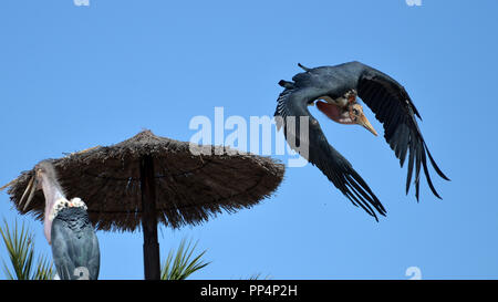 Marabou Stork (Leptoptilus crumeniferus) in volo sopra il rifugio Foto Stock