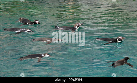 I pinguini Humboldt famiglia swiming(Spheniscus Humboldti) Foto Stock