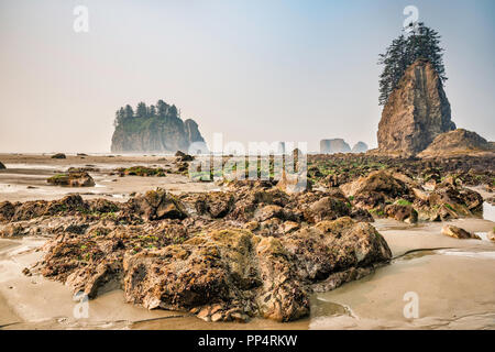 Aghi di Quileute mare pile, rocce a seconda spiaggia, parte di La Push Beach, Pacific Coast, il Parco Nazionale di Olympic, nello stato di Washington, USA Foto Stock