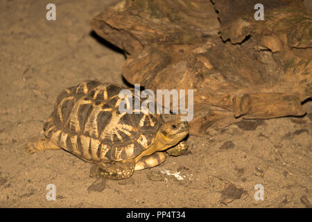 Stella birmano tartaruga (Geochelone platynota) Foto Stock