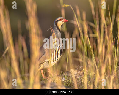 Uccelli selvatici Foto Stock