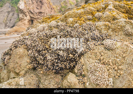 Cozze e barnacoli attaccati alle rocce di Second Beach, parte di la Push Beach, costa del Pacifico, Olympic National Park, stato di Washington, Stati Uniti Foto Stock