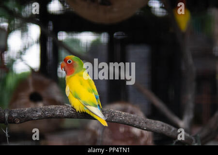 Peach-di fronte Lovebird seduto su un ramo di albero Foto Stock