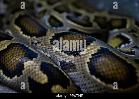 Birmani verde Pelle di Python Foto Stock