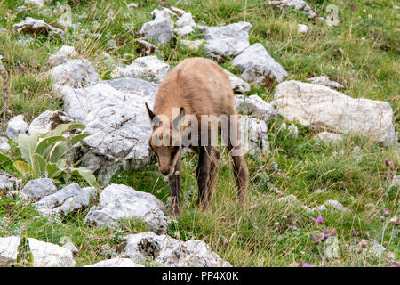 In Appennino o Camoscio d'Abruzzo Foto Stock