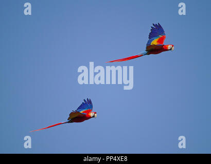 Due scarlet macaws battenti fianco a fianco con il blu del cielo in background Foto Stock