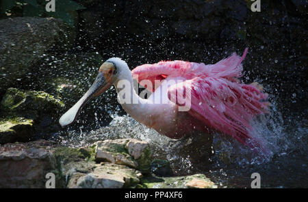 Roseate spoonbill prendere un bagno Foto Stock