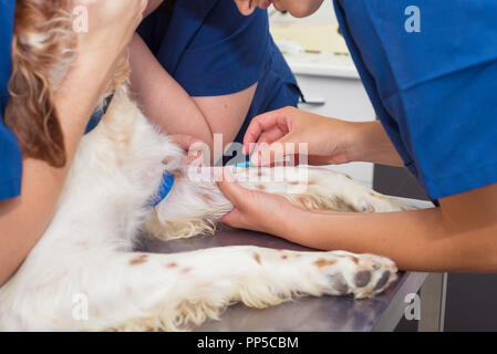 Luogo veterinario una linea endovenosa in un cane. Close up Foto Stock